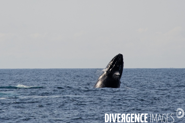 TOGO : Parade amoureuse d une baleine à bosse.