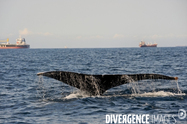 TOGO : Parade amoureuse d une baleine à bosse.