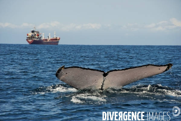 TOGO : Parade amoureuse d une baleine à bosse.