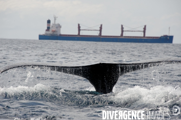 TOGO : Parade amoureuse d une baleine à bosse.