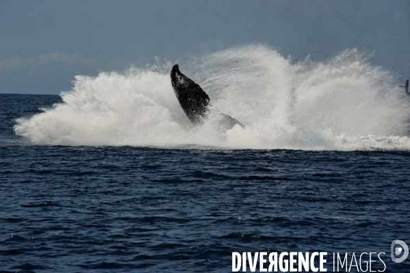 TOGO : Parade amoureuse d une baleine à bosse.