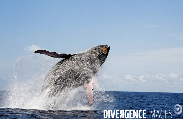 TOGO : Parade amoureuse d une baleine à bosse.