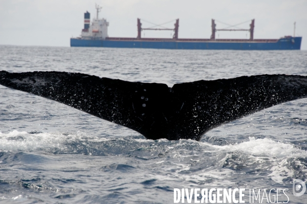 TOGO : Parade amoureuse d une baleine à bosse.