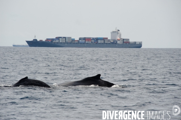 TOGO : Parade amoureuse d une baleine à bosse.