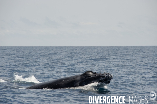 TOGO : Parade amoureuse d une baleine à bosse.