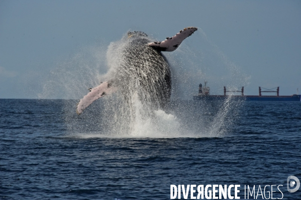 TOGO : Parade amoureuse d une baleine à bosse.