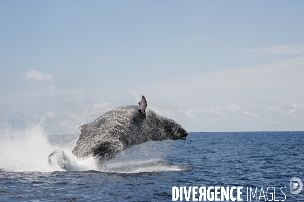 TOGO : Parade amoureuse d une baleine à bosse.