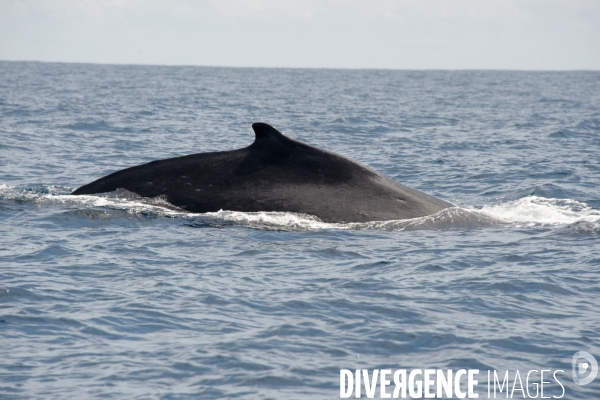 TOGO : Parade amoureuse d une baleine à bosse.