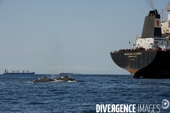 TOGO : Parade amoureuse d une baleine à bosse.