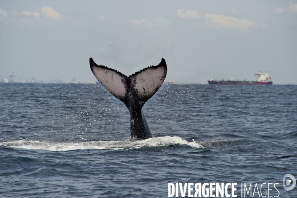 TOGO : Parade amoureuse d une baleine à bosse.