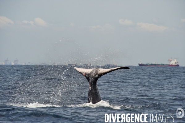 TOGO : Parade amoureuse d une baleine à bosse.