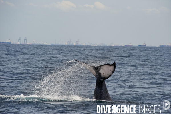 TOGO : Parade amoureuse d une baleine à bosse.