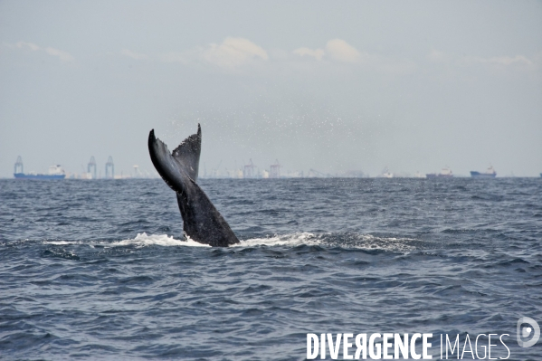 TOGO : Parade amoureuse d une baleine à bosse.