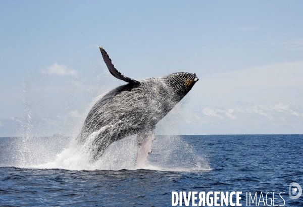 TOGO : Parade amoureuse d une baleine à bosse.