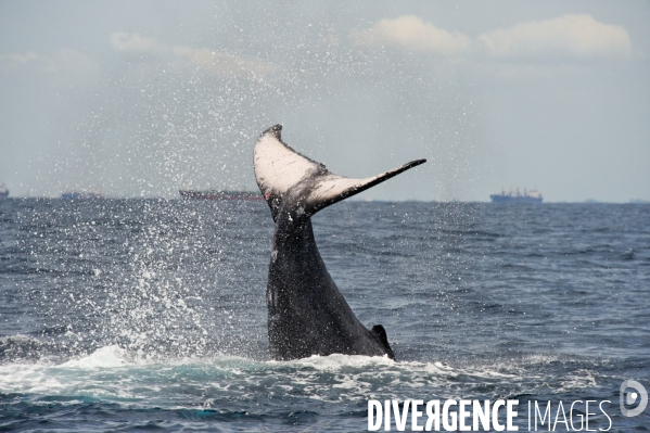 TOGO : Parade amoureuse d une baleine à bosse.