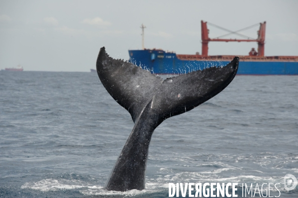 TOGO : Parade amoureuse d une baleine à bosse.