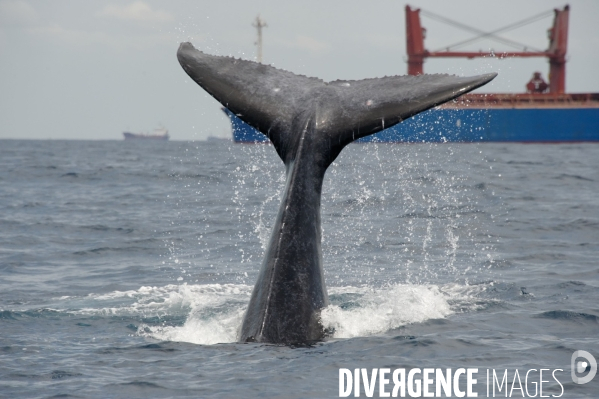 TOGO : Parade amoureuse d une baleine à bosse.