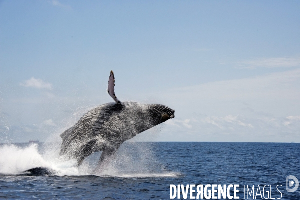 TOGO : Parade amoureuse d une baleine à bosse.