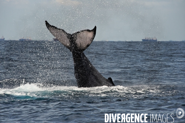 TOGO : Parade amoureuse d une baleine à bosse.