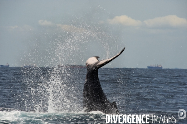 TOGO : Parade amoureuse d une baleine à bosse.