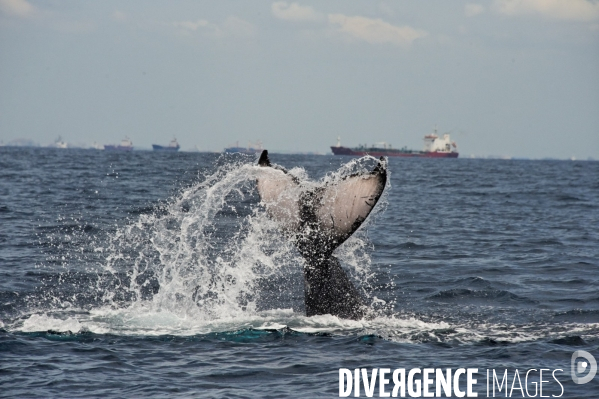 TOGO : Parade amoureuse d une baleine à bosse.
