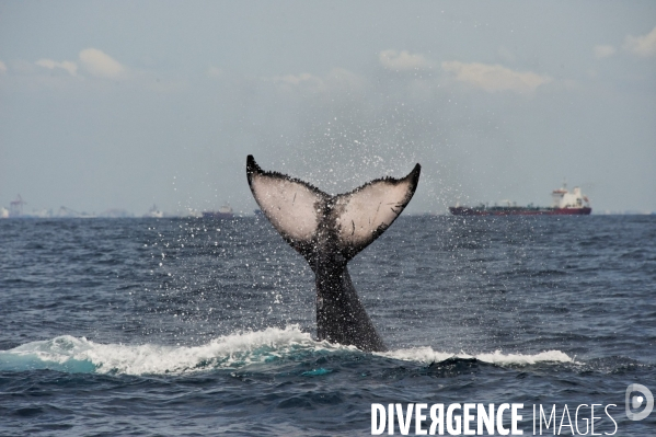 TOGO : Parade amoureuse d une baleine à bosse.