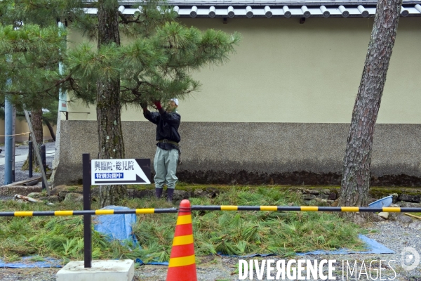 Kyoto.Jardinier taillant un arbre au Daitokuji, un ensemble d une douzaine de temples