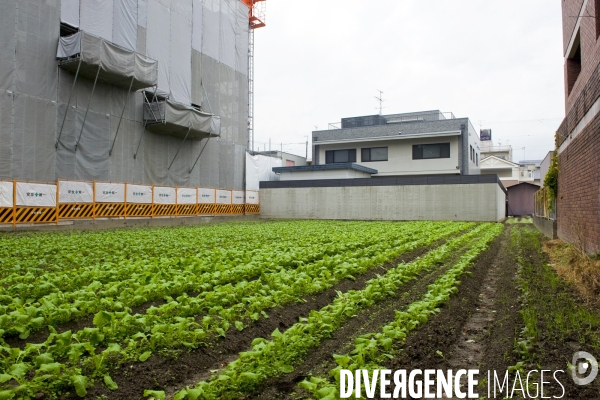 Kyoto.Une parcelle de terrain entre deux immeubles sert de champ pour cultiver des legumes