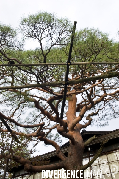 Takayama.Un arbre et ses tuteurs dans le jardin d une maison du quartier traditionnel de Sanmachi.