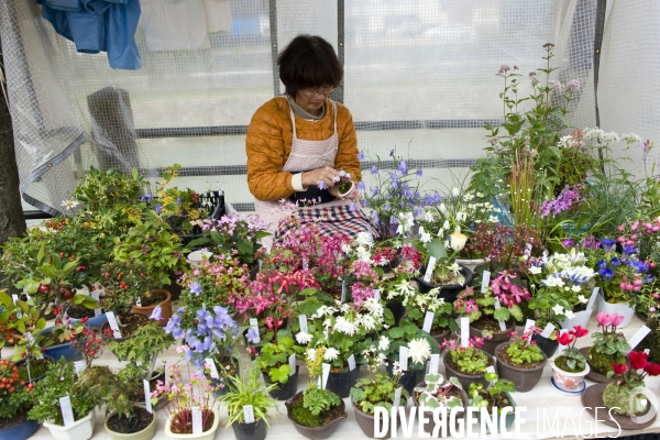 Takayama.Marchande de plantes vertes sur le marche Miyagawa.