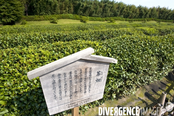 Japon. Okayama. La plantation de the toujours en activite dans le Koraku-en, l un des plus beaux jardins du Japon