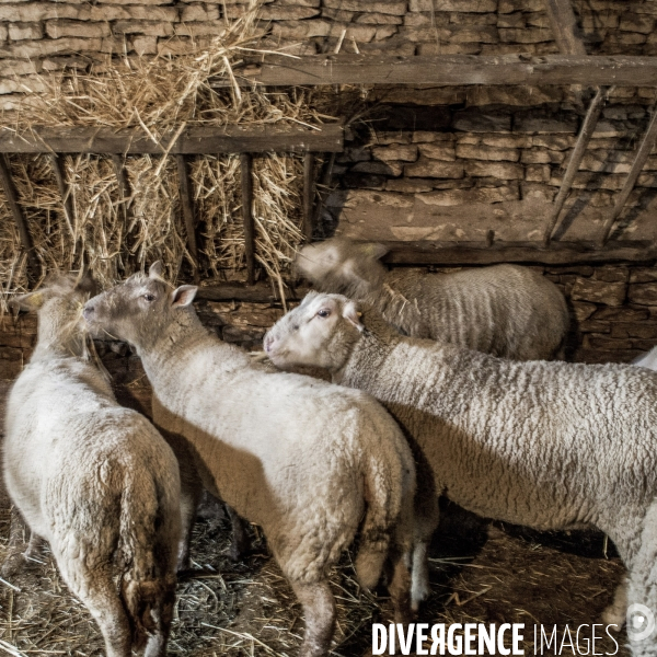 Vie à la ferme #1