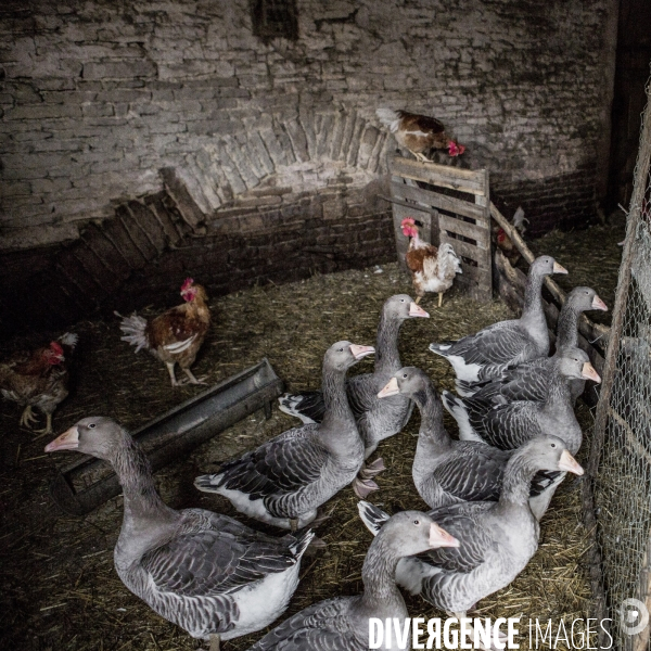 Vie à la ferme #1