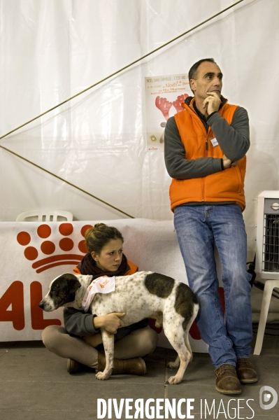 SPA, chiens et chats à l adoption au Noel des animaux