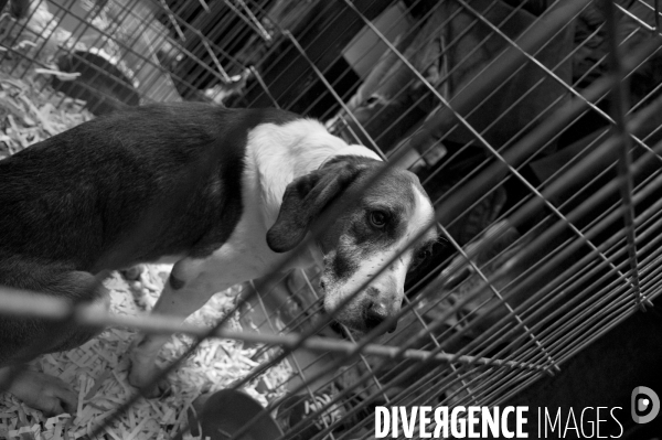 SPA, chiens et chats à l adoption au Noel des animaux