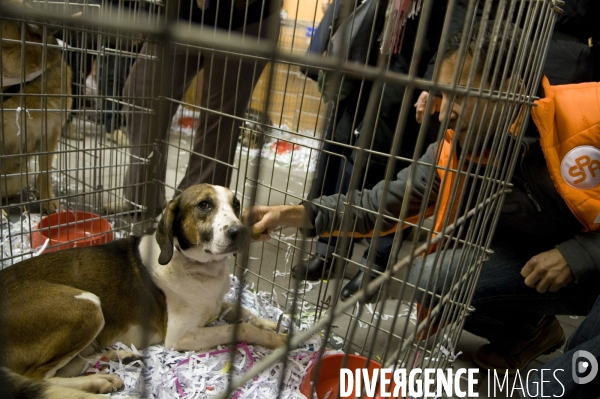 SPA, chiens et chats à l adoption au Noel des animaux