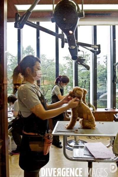 Tokyo.Toilettage pour chiens