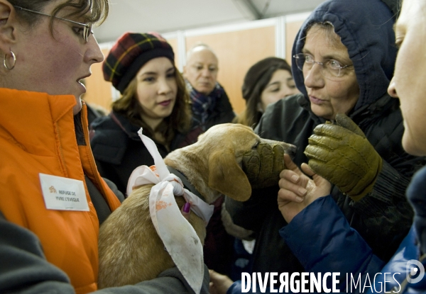 SPA, chiens et chats à l adoption au Noel des animaux