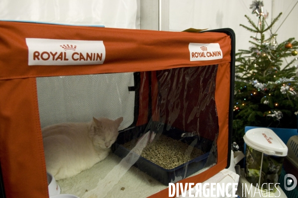 SPA, chiens et chats à l adoption au Noel des animaux