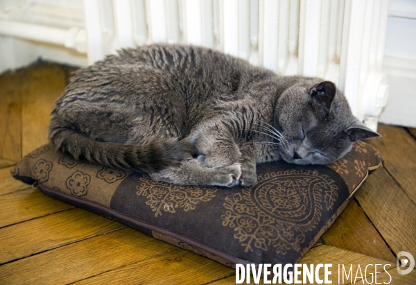 Illustration Décembre 2014. Chat Chartreux faisant sa sieste pres d un chauffage