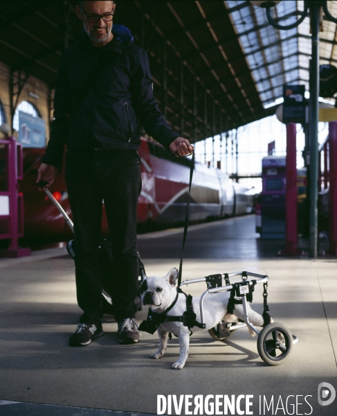 Chien handicapé, gare du nord, Paris