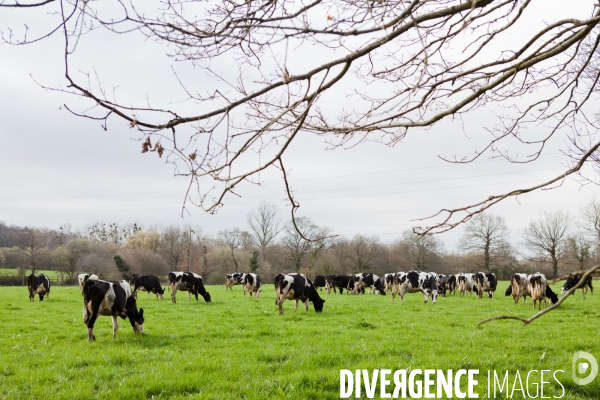 Exploitation biologique de vaches laitières en Bretagne (35)