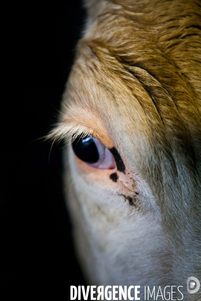 Exploitation biologique de vaches laitières en Bretagne (35)