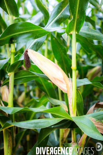 Récoltes de céréales