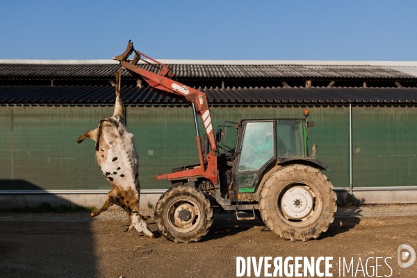 Exploitation intensive de vaches laitières en Mayenne (53)