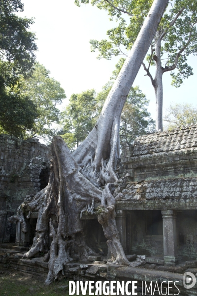 Temples d angkor/cambodge