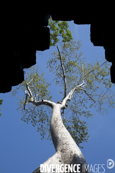 Temples d angkor/cambodge