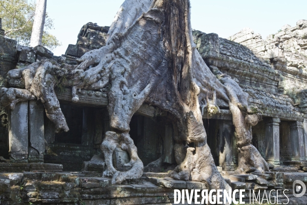 Temples d angkor/cambodge