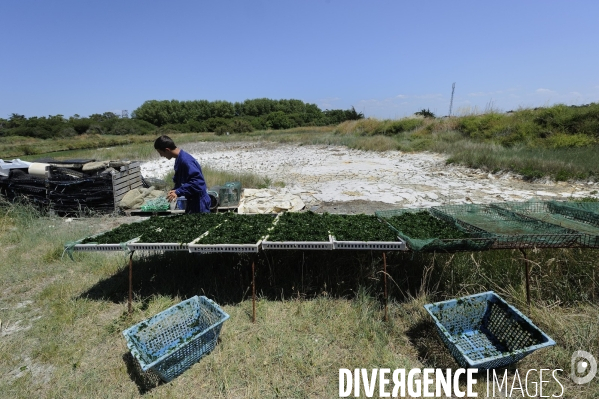 La ferme marine du Douhet