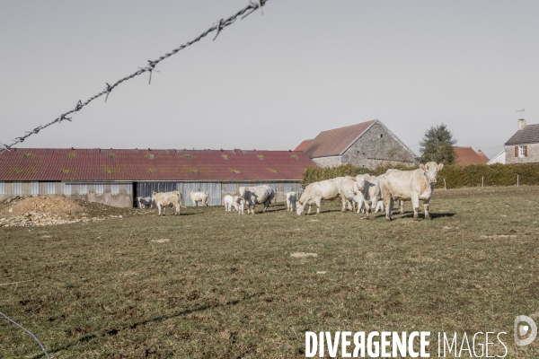 La ferme des Charolaises